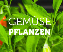 Gemüsepflanzen Nürnberger Land