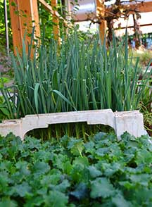 Gemüsepflanzen Gärtnerei Ohlwerter